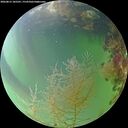 ./images/calvert/underwater/20260815/underwater20260815_185501M.jpg