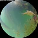 ./images/calvert/underwater/20260815/underwater20260815_193001M.jpg