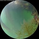 ./images/calvert/underwater/20260815/underwater20260815_193501M.jpg