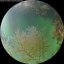 ./images/calvert/underwater/20260815/underwater20260815_194001M.jpg