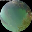 ./images/calvert/underwater/20260815/underwater20260815_194502M.jpg