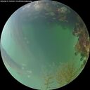 ./images/calvert/underwater/20260815/underwater20260815_195501M.jpg