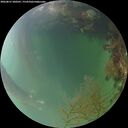 ./images/calvert/underwater/20260815/underwater20260815_200501M.jpg