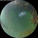 ./images/calvert/underwater/20260815/underwater20260815_201001M.jpg
