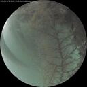 ./images/calvert/underwater/20260816/underwater20260816_061001M.jpg
