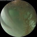 ./images/calvert/underwater/20260816/underwater20260816_063501M.jpg