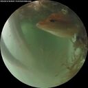 ./images/calvert/underwater/20260816/underwater20260816_064002M.jpg