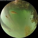 ./images/calvert/underwater/20260816/underwater20260816_071001M.jpg