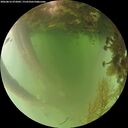 ./images/calvert/underwater/20260816/underwater20260816_072001M.jpg