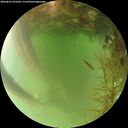 ./images/calvert/underwater/20260816/underwater20260816_073502M.jpg