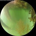 ./images/calvert/underwater/20260816/underwater20260816_075001M.jpg