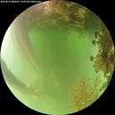 ./images/calvert/underwater/20260816/underwater20260816_080001M.jpg
