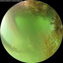 ./images/calvert/underwater/20260816/underwater20260816_082501M.jpg