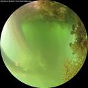 ./images/calvert/underwater/20260816/underwater20260816_083001M.jpg