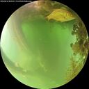 ./images/calvert/underwater/20260816/underwater20260816_083501M.jpg