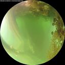 ./images/calvert/underwater/20260816/underwater20260816_084501M.jpg