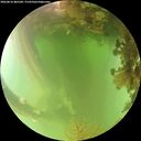 ./images/calvert/underwater/20260816/underwater20260816_085501M.jpg