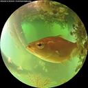 ./images/calvert/underwater/20260816/underwater20260816_093501M.jpg