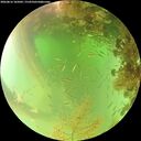 ./images/calvert/underwater/20260816/underwater20260816_105002M.jpg