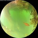 ./images/calvert/underwater/20260816/underwater20260816_111001M.jpg