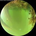 ./images/calvert/underwater/20260816/underwater20260816_124002M.jpg