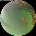 ./images/calvert/underwater/20260816/underwater20260816_193501M.jpg