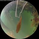 ./images/calvert/underwater/20260816/underwater20260816_202002M.jpg