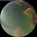 ./images/calvert/underwater/20260816/underwater20260816_203001M.jpg