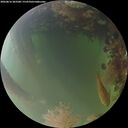 ./images/calvert/underwater/20260816/underwater20260816_203501M.jpg