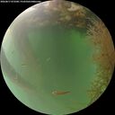 ./images/calvert/underwater/20260817/underwater20260817_072501M.jpg
