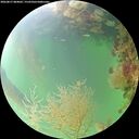 ./images/calvert/underwater/20260817/underwater20260817_084001M.jpg