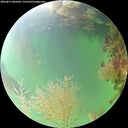 ./images/calvert/underwater/20260817/underwater20260817_084501M.jpg