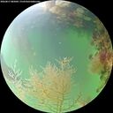 ./images/calvert/underwater/20260817/underwater20260817_085001M.jpg