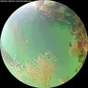 ./images/calvert/underwater/20260817/underwater20260817_085501M.jpg