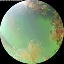 ./images/calvert/underwater/20260817/underwater20260817_091501M.jpg