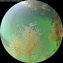 ./images/calvert/underwater/20260817/underwater20260817_105001M.jpg
