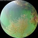 ./images/calvert/underwater/20260817/underwater20260817_105501M.jpg