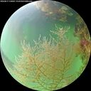 ./images/calvert/underwater/20260817/underwater20260817_110001M.jpg
