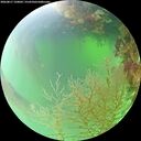 ./images/calvert/underwater/20260817/underwater20260817_120001M.jpg