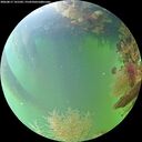 ./images/calvert/underwater/20260817/underwater20260817_141501M.jpg