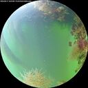 ./images/calvert/underwater/20260817/underwater20260817_142501M.jpg