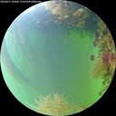 ./images/calvert/underwater/20260817/underwater20260817_145001M.jpg