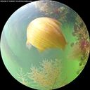 ./images/calvert/underwater/20260817/underwater20260817_150002M.jpg