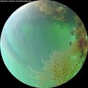 ./images/calvert/underwater/20260817/underwater20260817_164501M.jpg