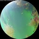 ./images/calvert/underwater/20260817/underwater20260817_173001M.jpg