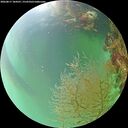 ./images/calvert/underwater/20260817/underwater20260817_184501M.jpg