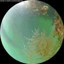 ./images/calvert/underwater/20260817/underwater20260817_185001M.jpg