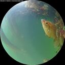 ./images/calvert/underwater/20260817/underwater20260817_200501M.jpg