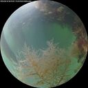 ./images/calvert/underwater/20260818/underwater20260818_063502M.jpg