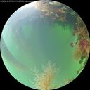 ./images/calvert/underwater/20260818/underwater20260818_075501M.jpg